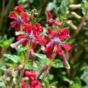 Cuphea llavea